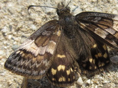 Erynnis montanus