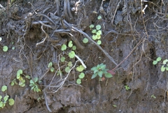 Magnoliopsida