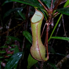 Nepenthes tobaica