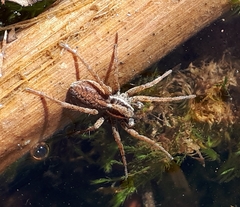 Pardosa modica