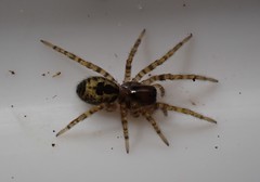 Amaurobius fenestralis