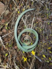 Calochortus kennedyi