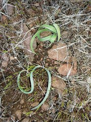 Calochortus kennedyi