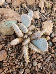 Opuntia basilaris brachyclada
