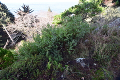 Arctostaphylos × media