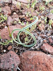 Calochortus kennedyi