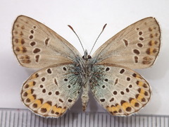 Plebejus subsolanus