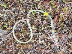 Calochortus kennedyi
