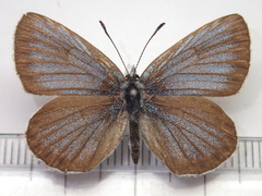 Plebejus subsolanus