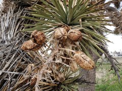 Yucca brevifolia