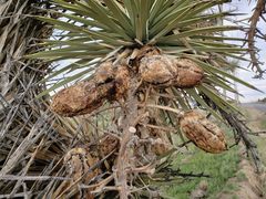 Yucca brevifolia