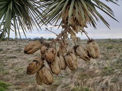 Yucca brevifolia