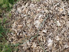 Dipterostemon capitatus