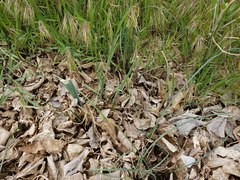 Dipterostemon capitatus