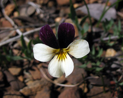Viola hallii