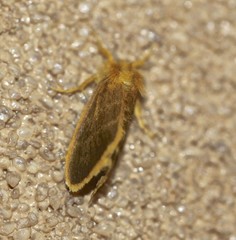 Euproctis lucifuga