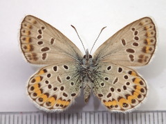 Plebejus subsolanus