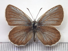 Plebejus subsolanus