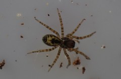 Amaurobius fenestralis