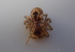 Amaurobius fenestralis