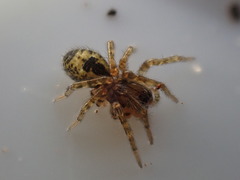 Amaurobius fenestralis