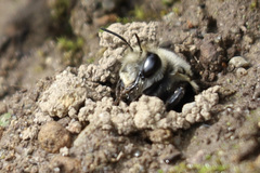 Anthophora