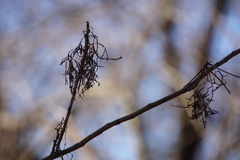 Eriophyes rhoinus