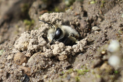 Anthophora