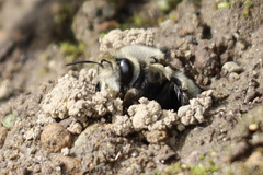 Anthophora