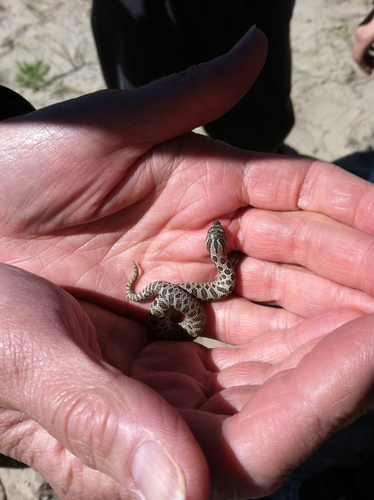 Plains Hognose Snake photographed in Nebraska