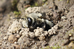 Anthophora