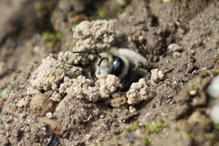 Anthophora