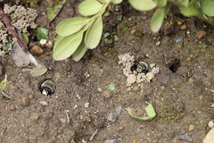 Anthophora