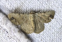 Aeolochroma quadrilinea