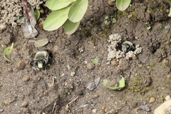 Anthophora