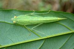 Sinomantis denticulata