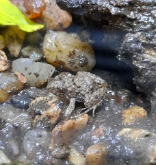 Pseudopaludicola falcipes