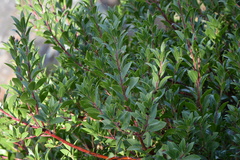 Arctostaphylos × media