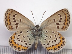 Plebejus subsolanus