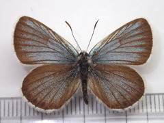 Plebejus subsolanus