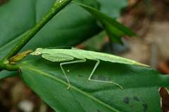 Sinomantis denticulata