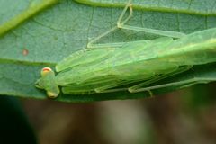 Sinomantis denticulata