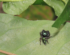 Parnaenus