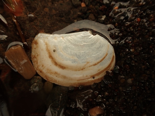 Common Pandora Clam