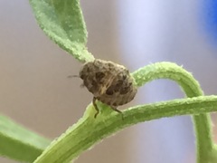 Pachycorinae