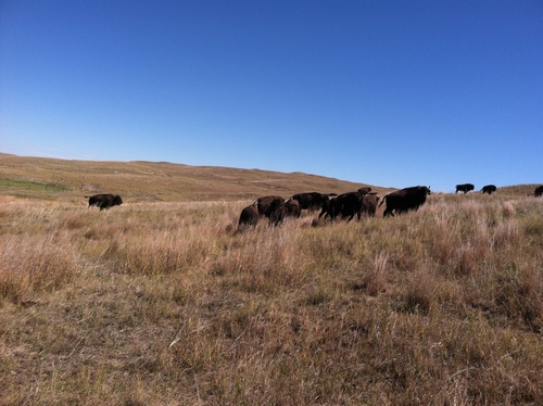 American Bison photographed in Nebraska