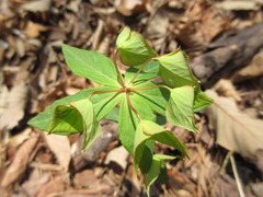 Euphorbia sieboldiana