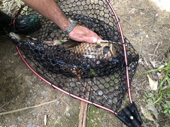 Cyprinus rubrofuscus