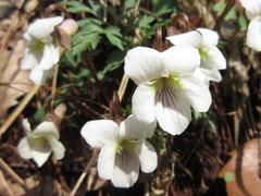Viola chaerophylloides