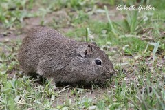 Galea leucoblephara